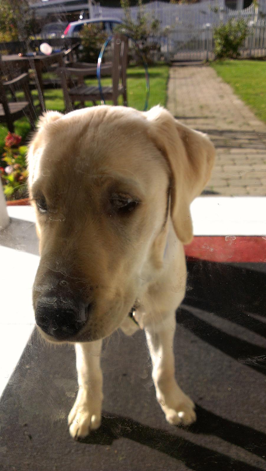 Labrador retriever albert billede 8