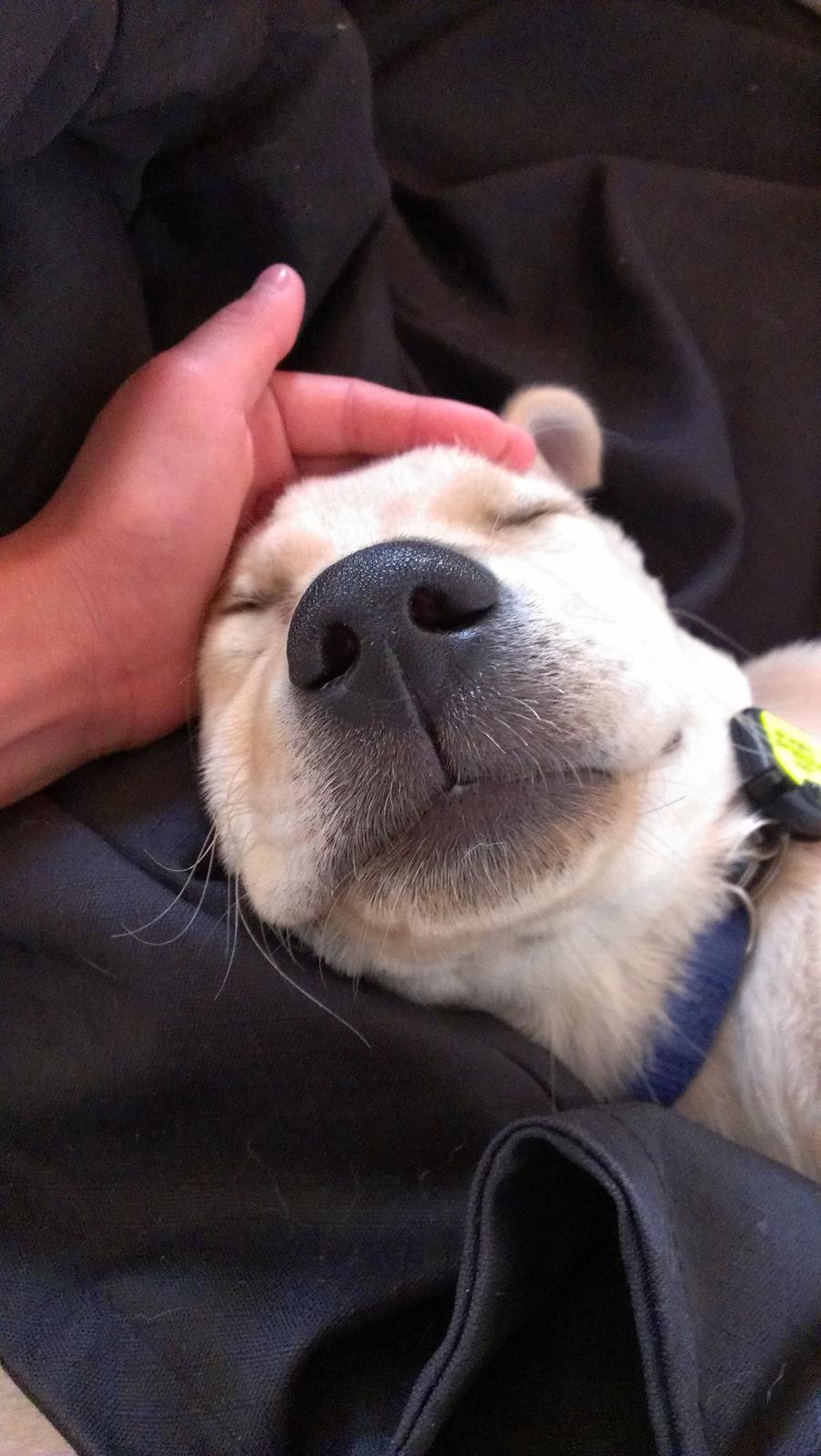 Labrador retriever albert billede 9