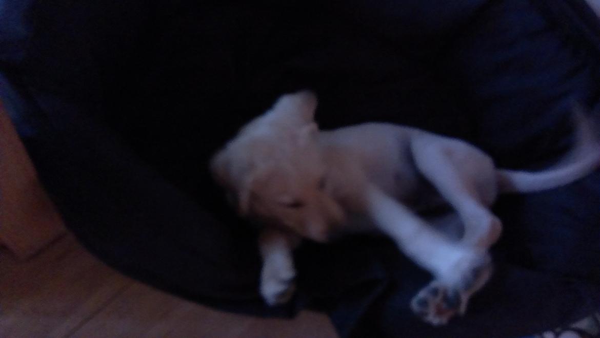 Labrador retriever albert billede 10