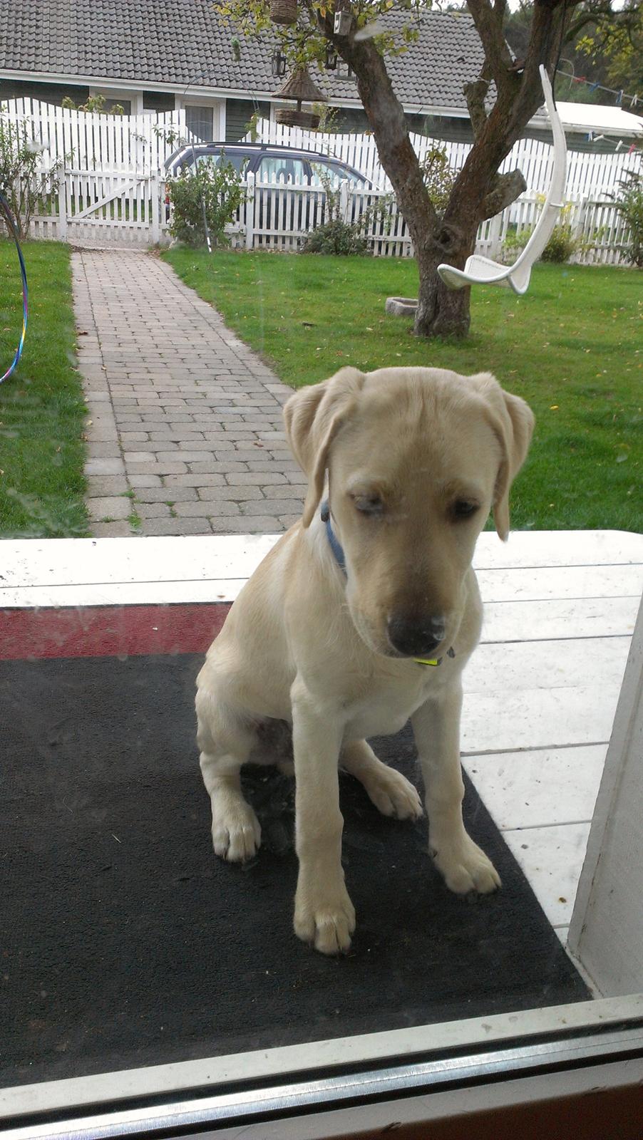 Labrador retriever albert - vil du ind billede 11