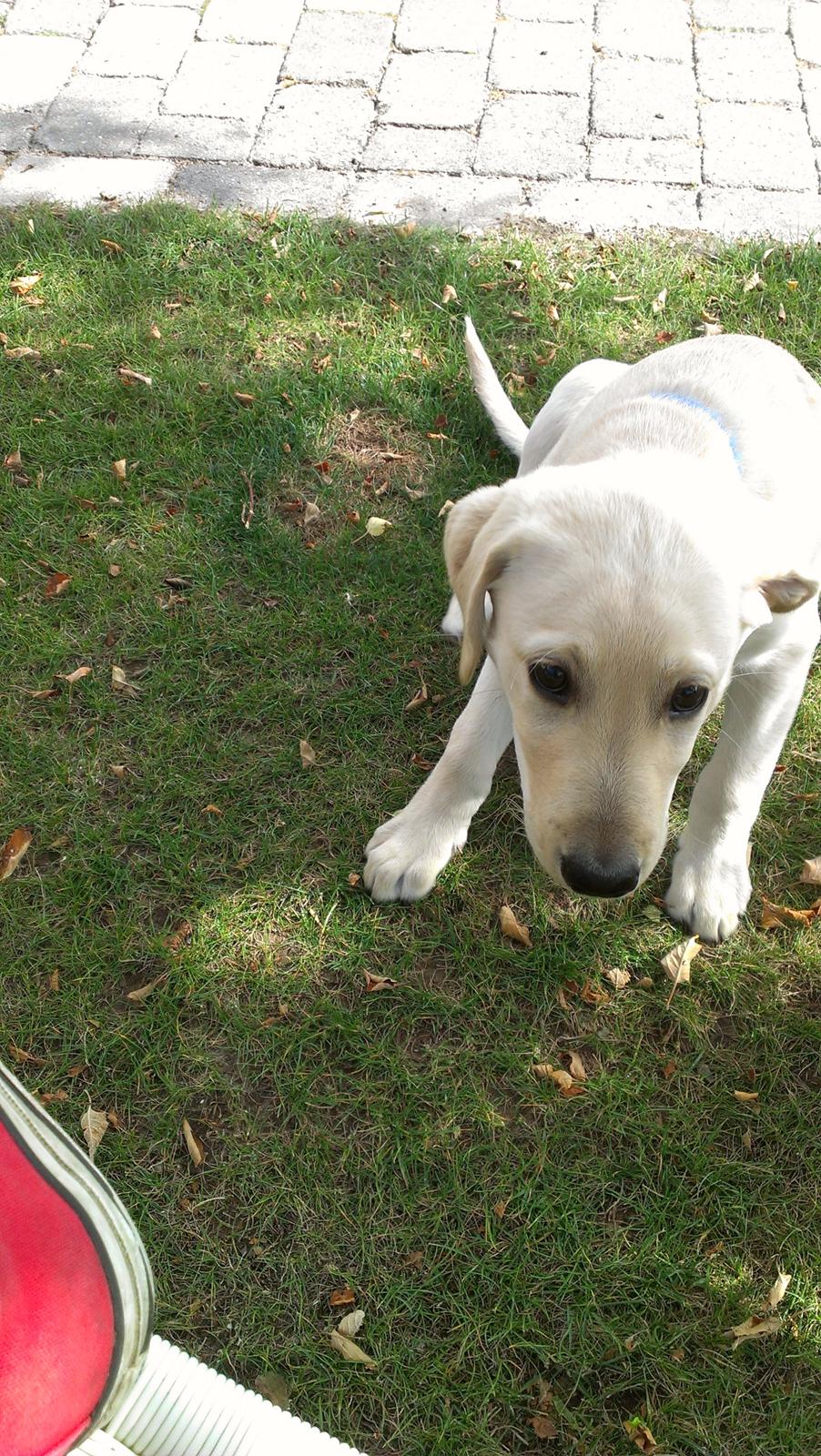 Labrador retriever albert billede 12