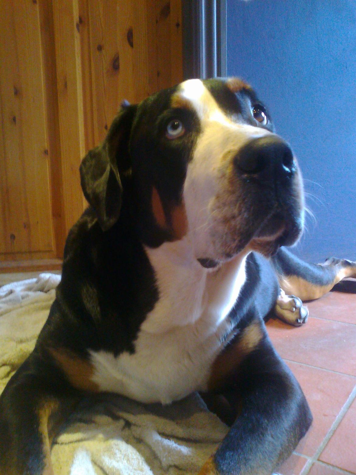 Grosser schweizer sennenhund Geske billede 11