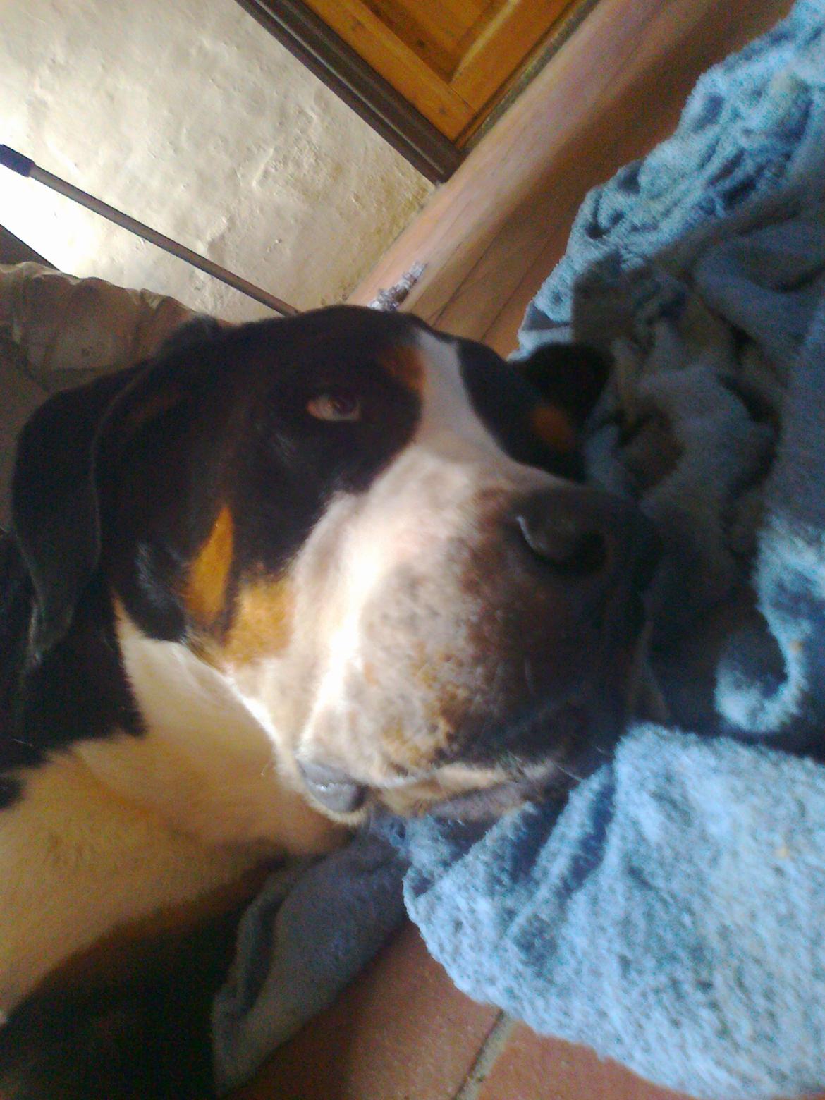 Grosser schweizer sennenhund Geske billede 12