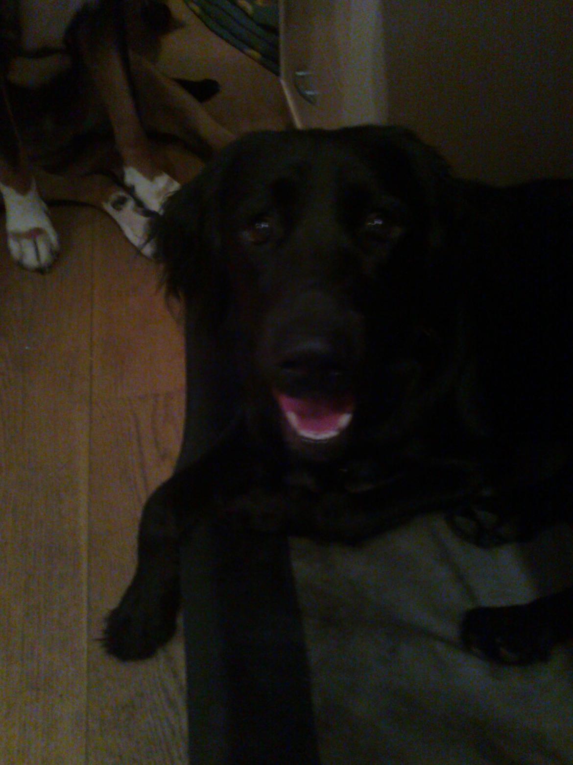 Blanding af racer Villads billede 10