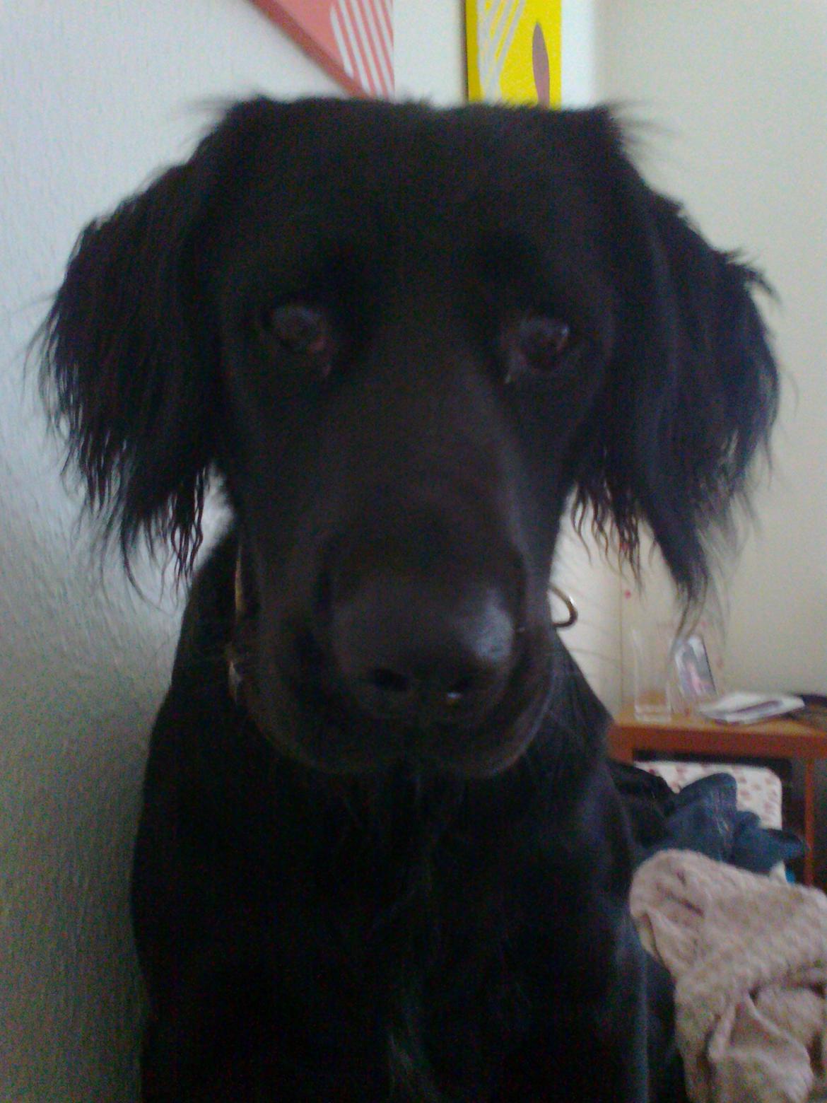 Blanding af racer Villads billede 11