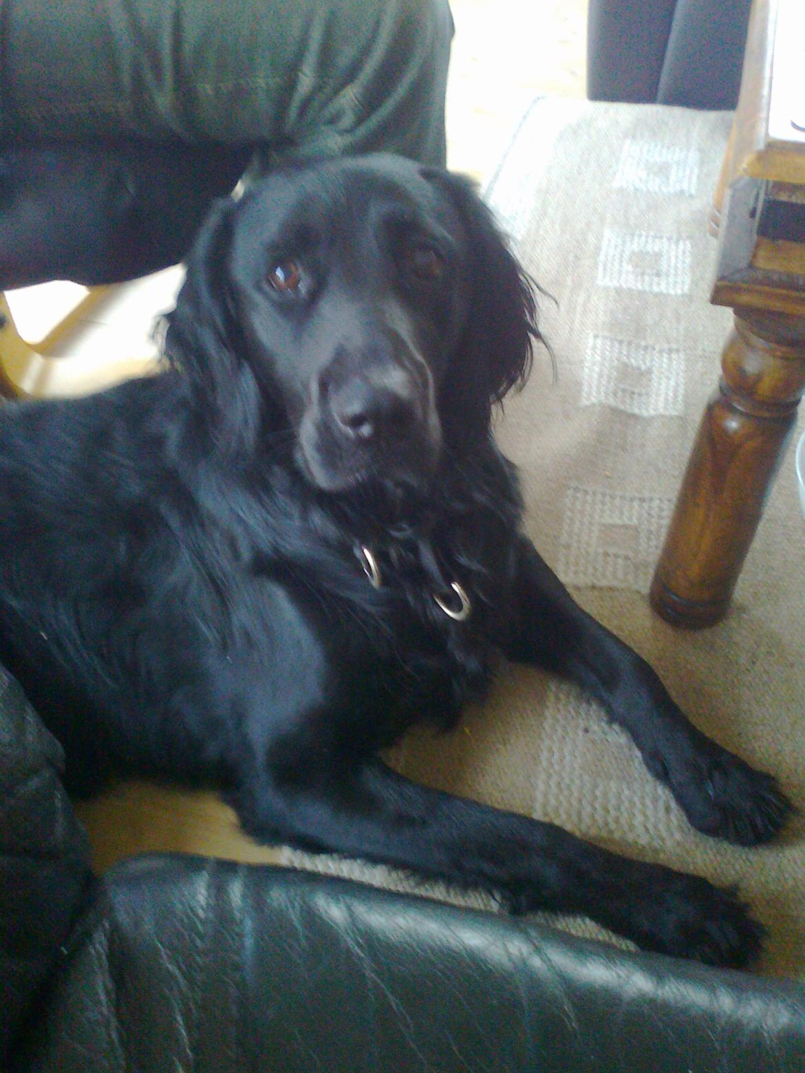 Blanding af racer Villads billede 13