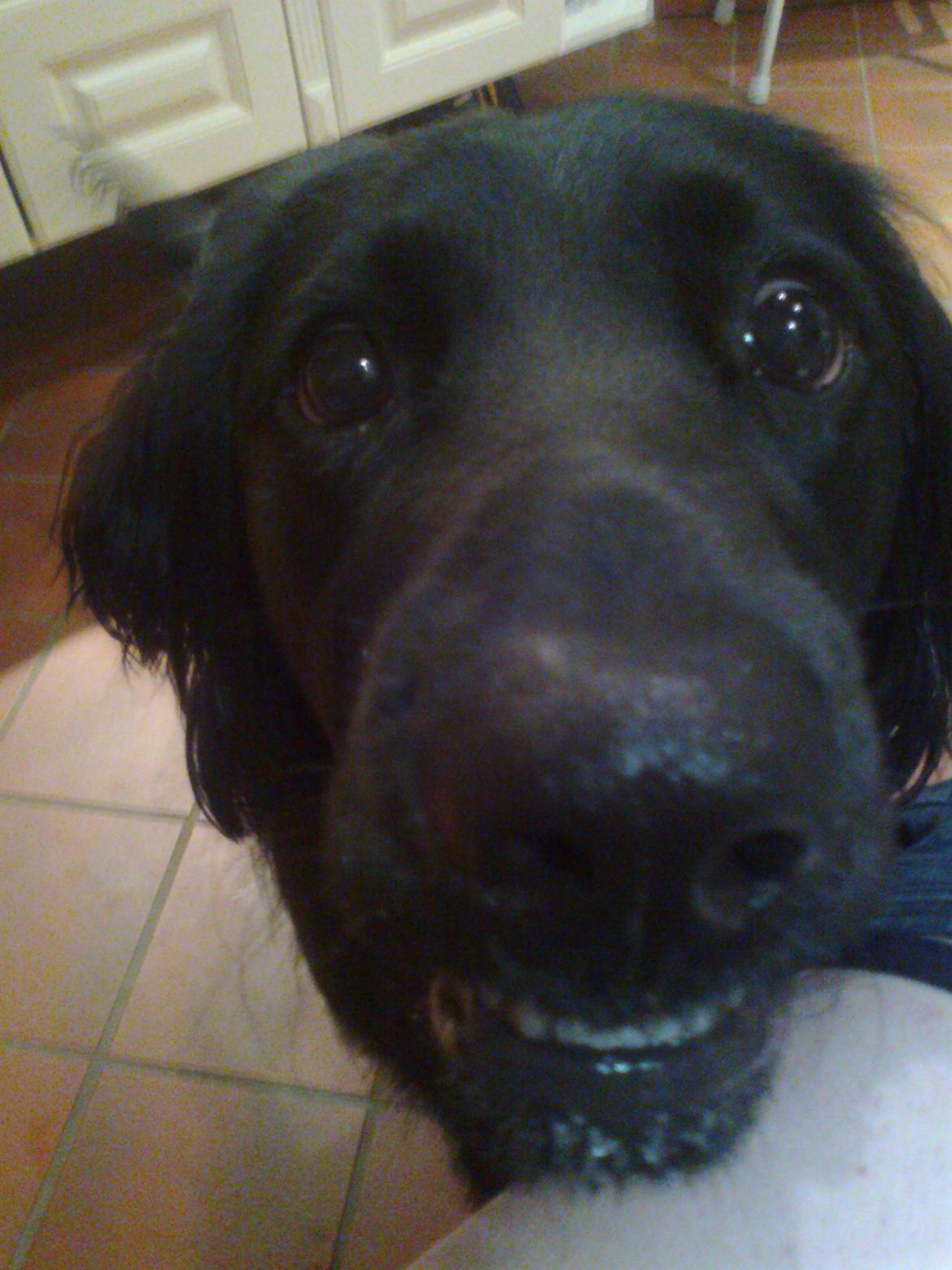 Blanding af racer Villads billede 14