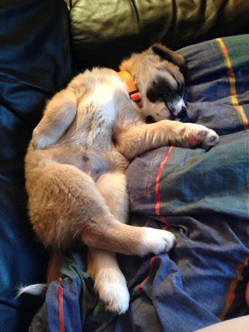 Blanding af racer Bailey (Himmelhund) billede 10