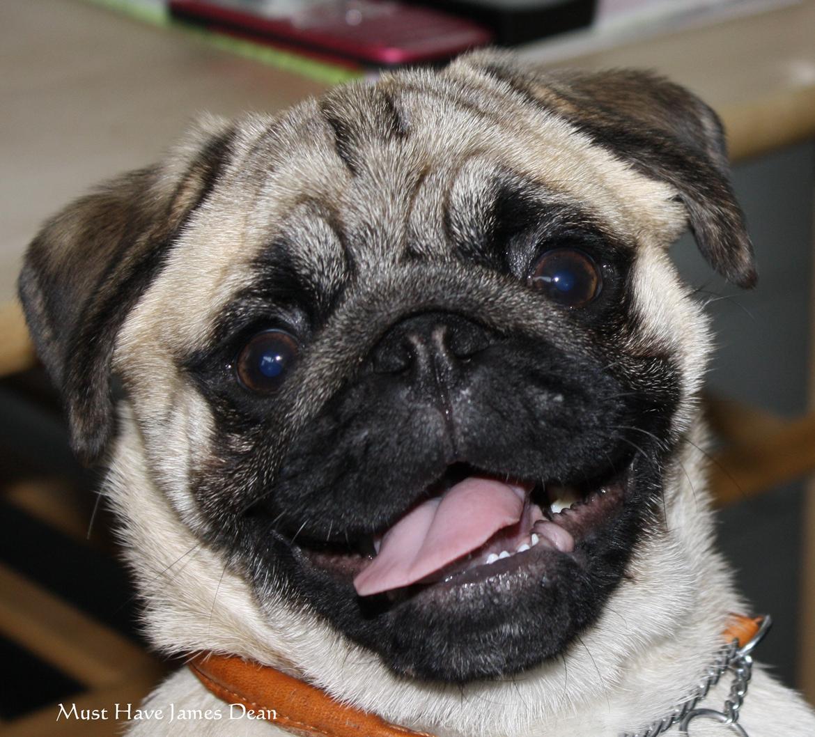 Mops Must Have James Dean - 5½ mdr. og fuld af smil <3 billede 19