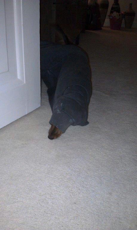 Dværggravhund Fie billede 15