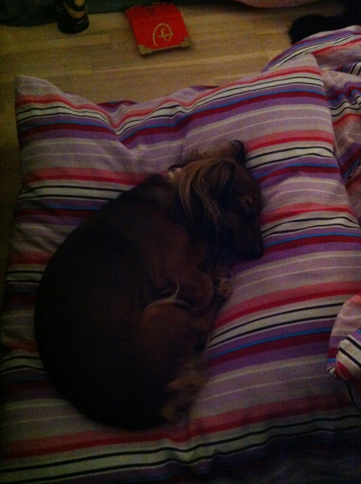 Dværggravhund Fie billede 16