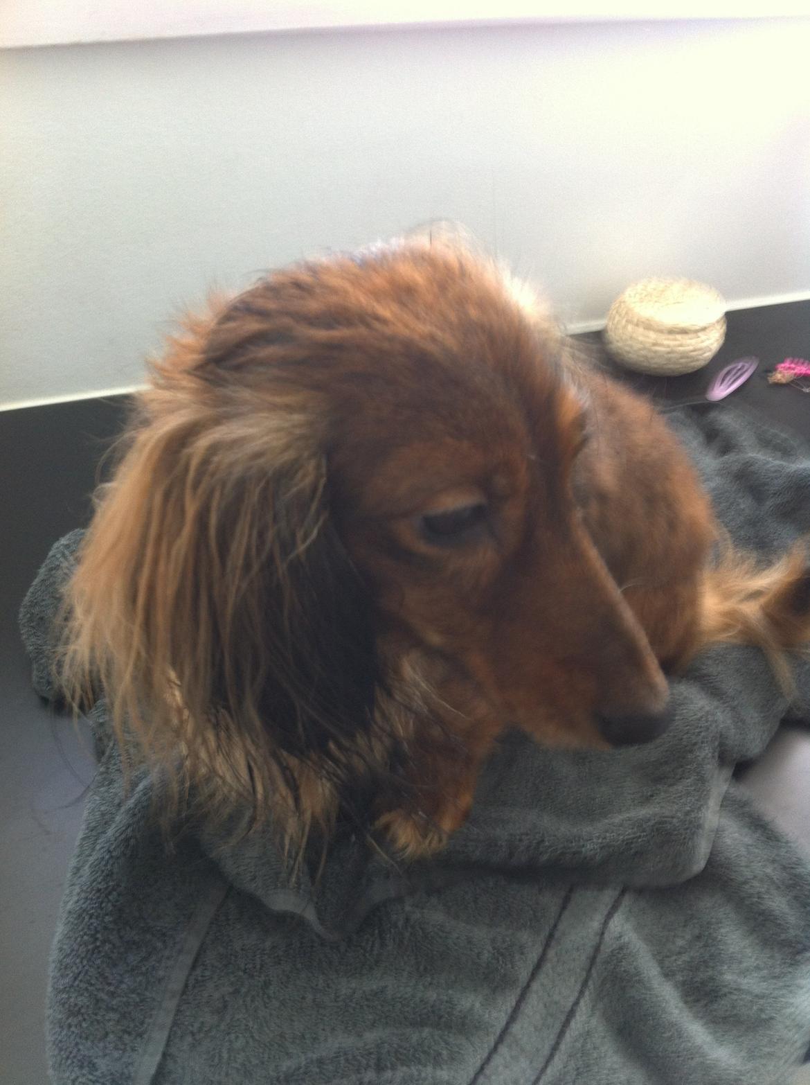 Dværggravhund Fie billede 17