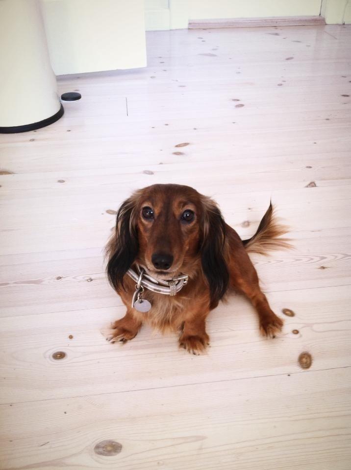 Dværggravhund Fie billede 18