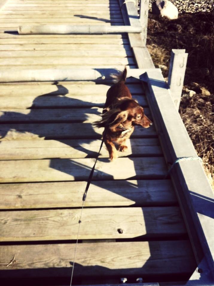 Dværggravhund Fie billede 19