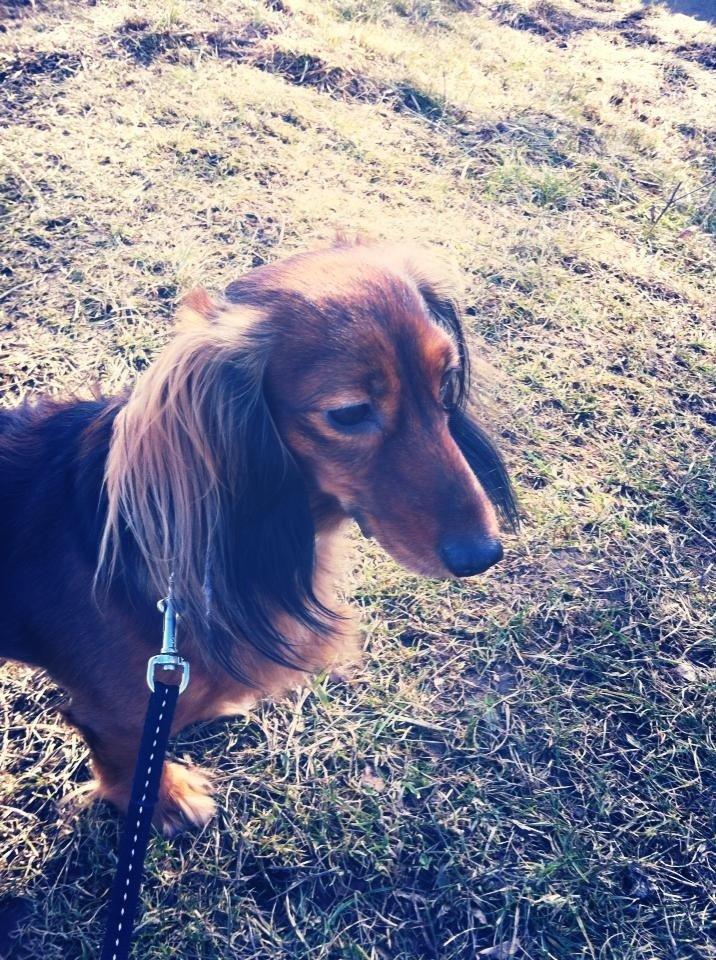 Dværggravhund Fie billede 20