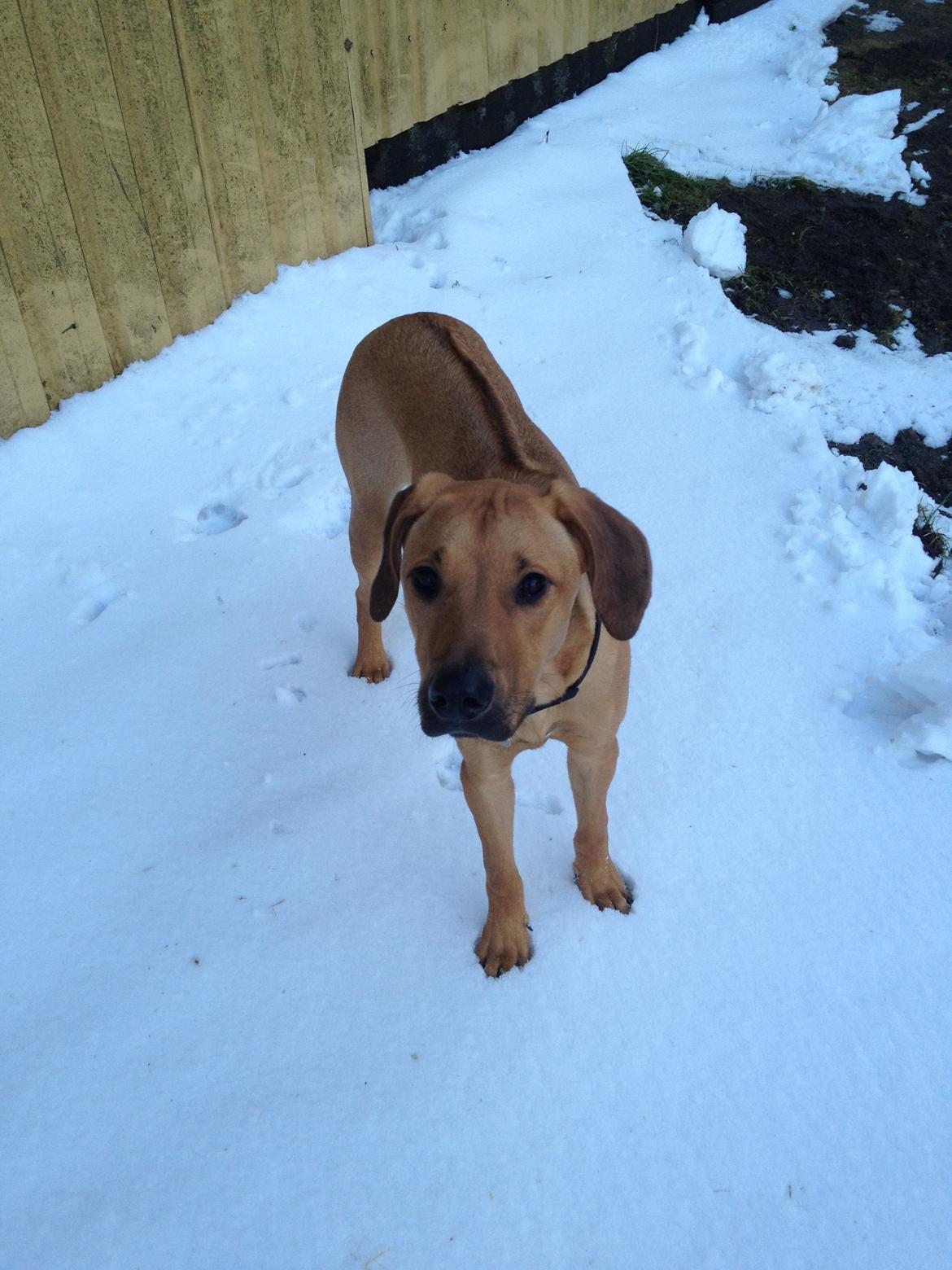 Blanding af racer Casha billede 15