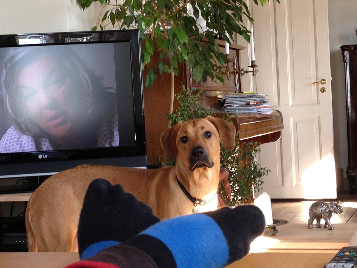 Blanding af racer Casha billede 16