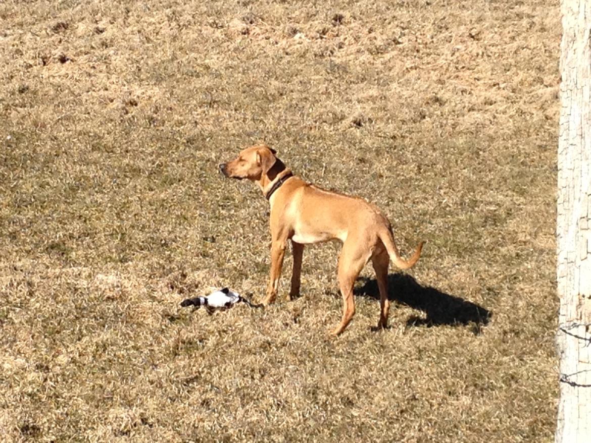 Blanding af racer Casha billede 17