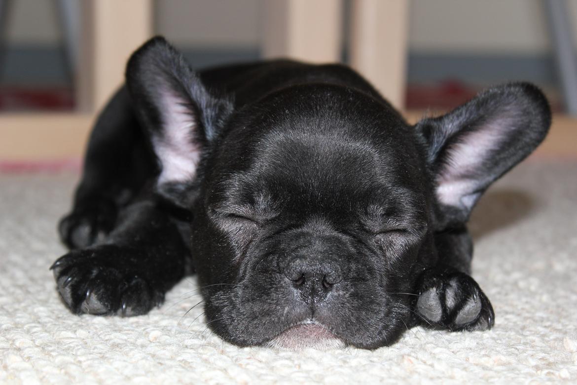 Fransk bulldog Marley billede 1