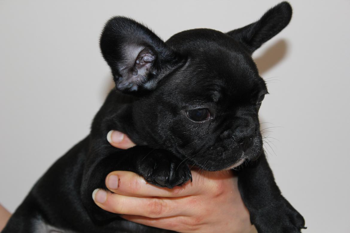 Fransk bulldog Marley billede 2