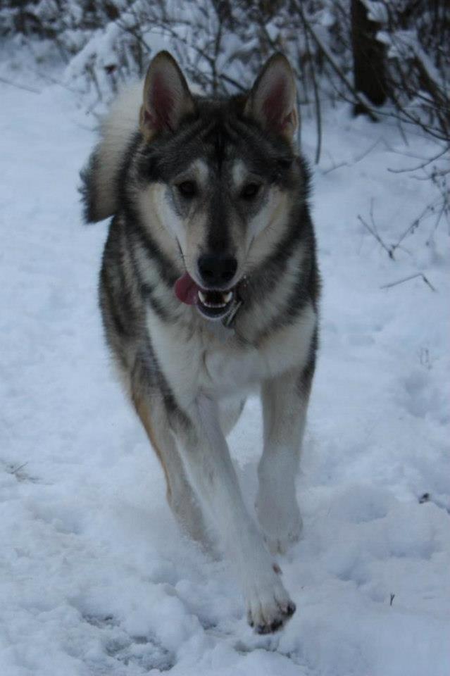 Alaskan malamute Maya - Maya, vinter 2012 billede 4