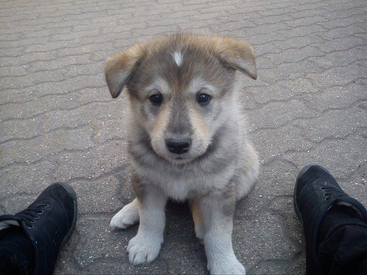Alaskan malamute Maya - Maya 5 uger gammel billede 1