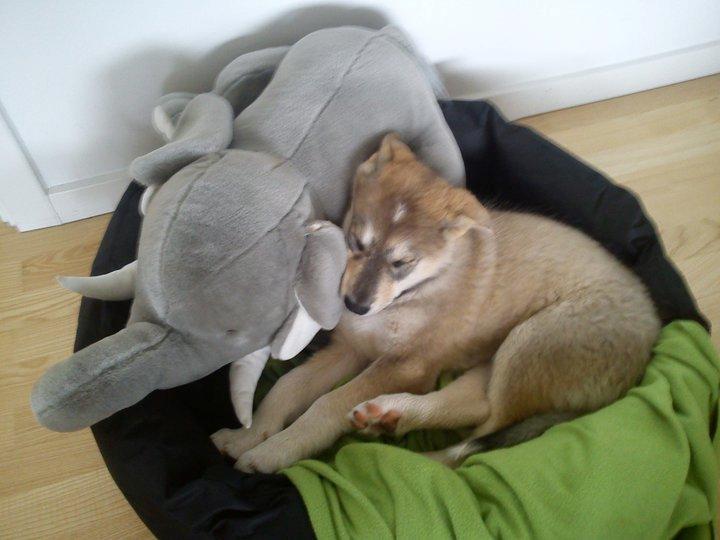 Alaskan malamute Maya - Mayas første dag hjemme billede 2