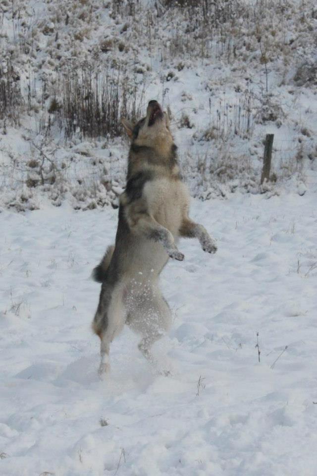 Alaskan malamute Maya - Maya fanger snebold billede 3
