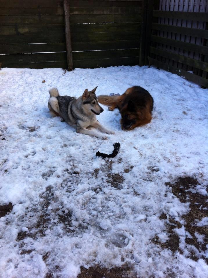 Alaskan malamute Maya - Maya med en hundeven billede 5