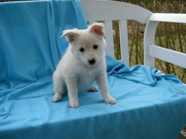 Dansk Spids Alma - Er jeg ikke bare sød? billede 9