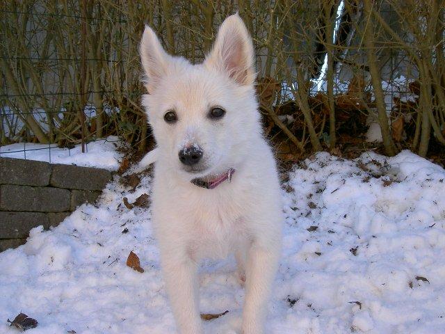 Dansk Spids Alma - Her er jeg billede 2