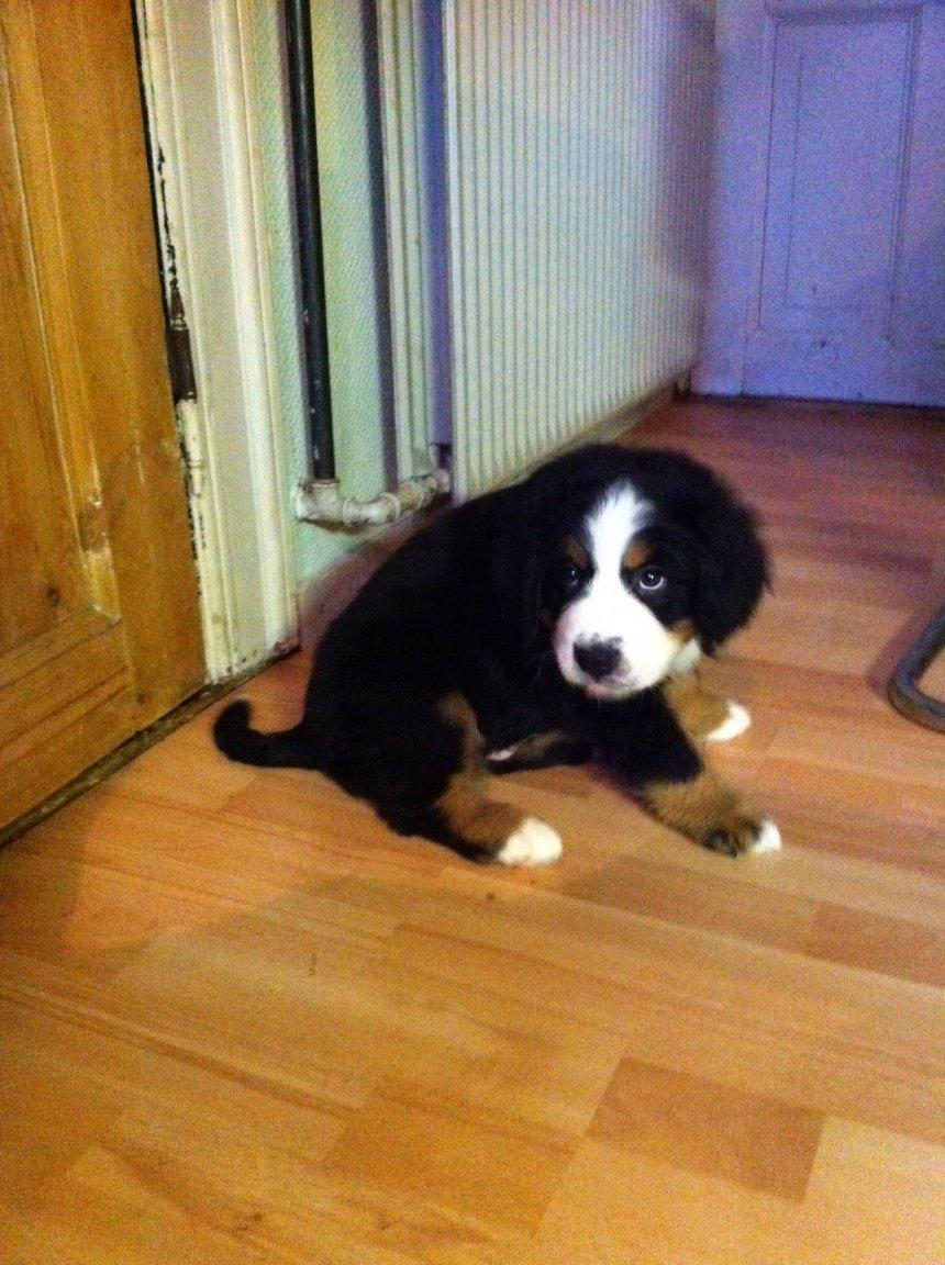 Berner sennenhund Theodor billede 5