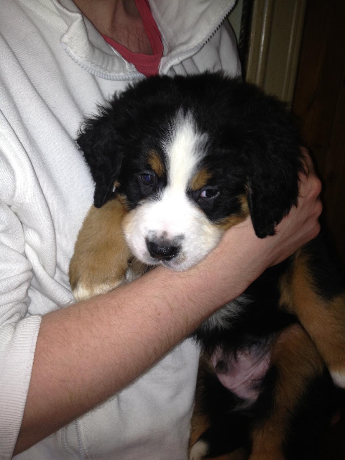 Berner sennenhund Theodor billede 2