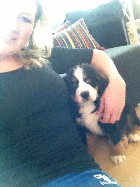 Berner sennenhund Theodor billede 6