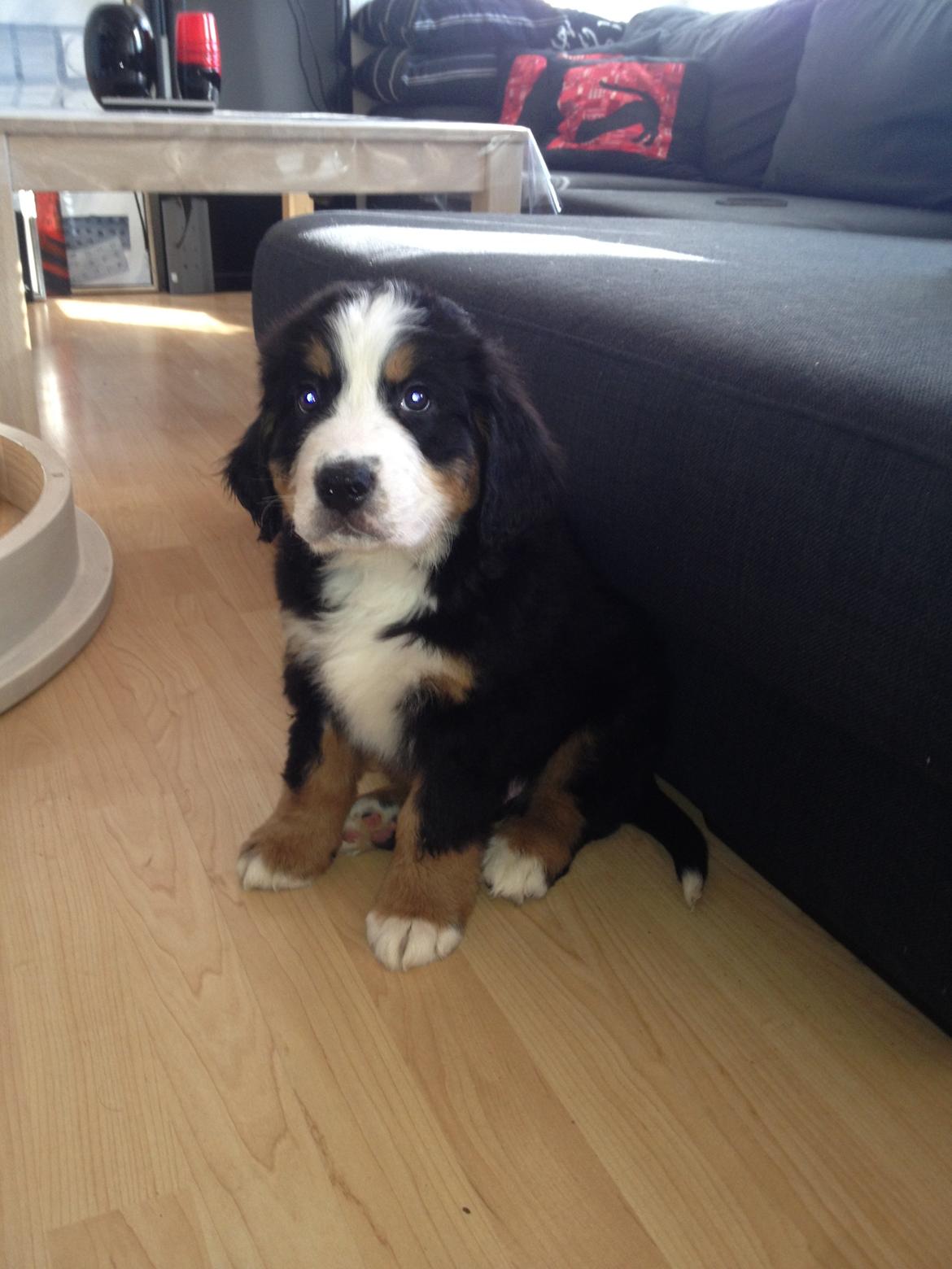 Berner sennenhund Theodor billede 7