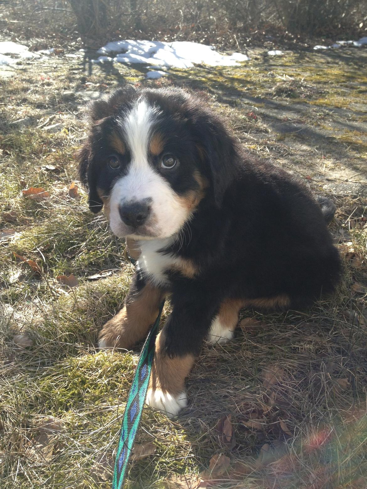Berner sennenhund Theodor billede 8