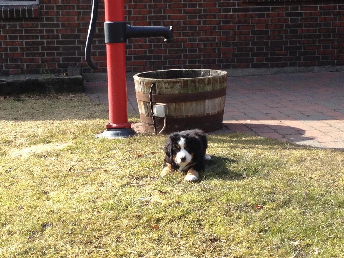 Berner sennenhund Theodor billede 1