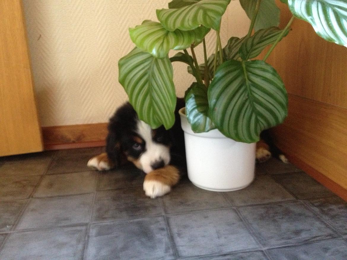 Berner sennenhund Theodor billede 3