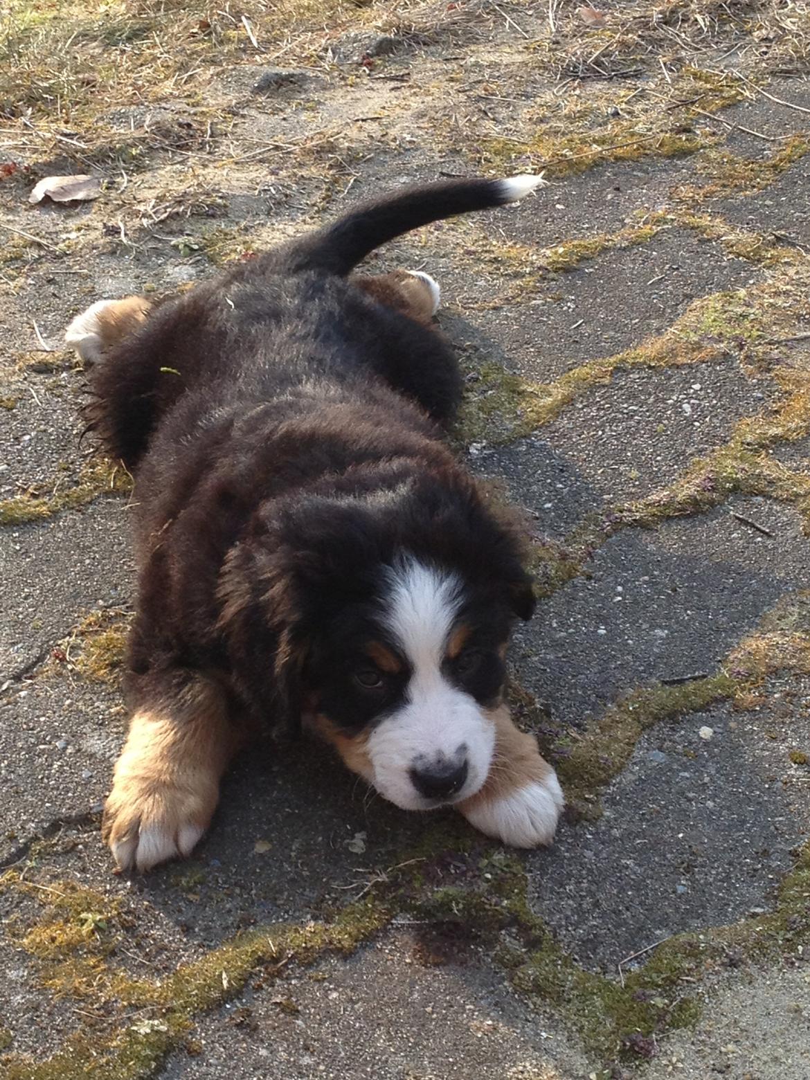 Berner sennenhund Theodor billede 9