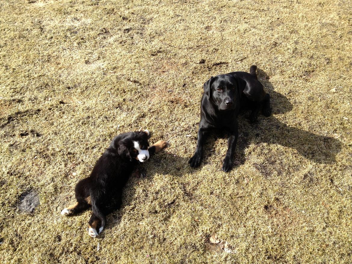 Berner sennenhund Theodor billede 10