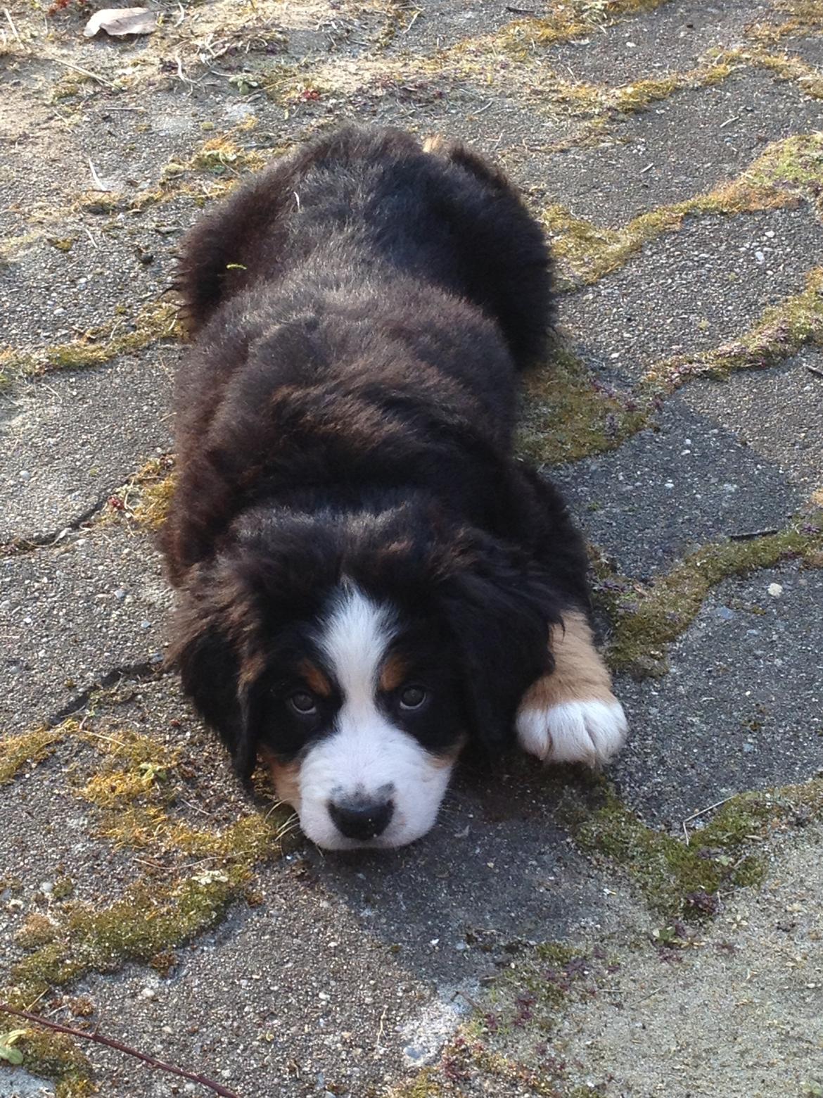 Berner sennenhund Theodor billede 4