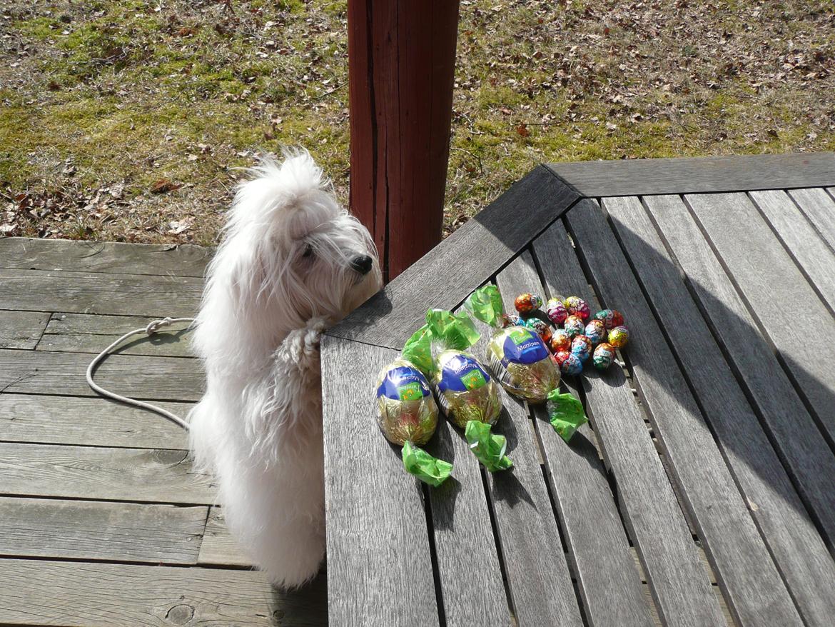 Coton de tulear Charlie - Charlie hjælper med at finde påskeæg :-D billede 26