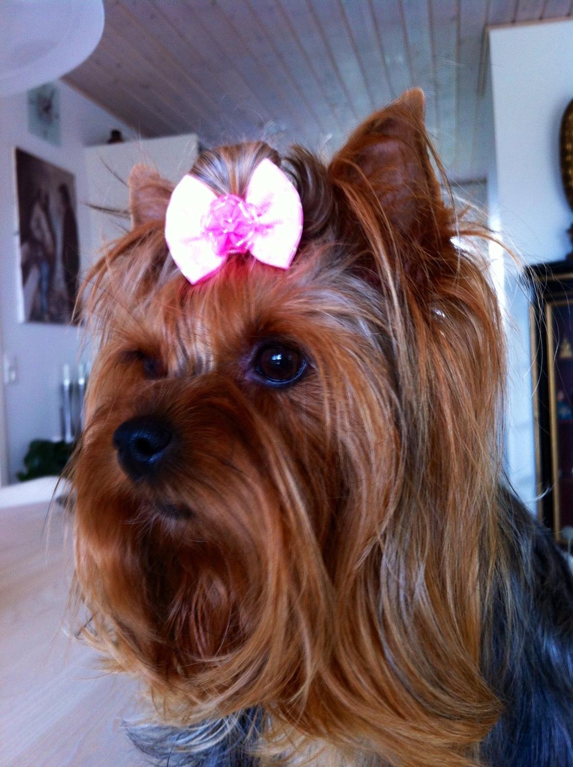 Yorkshire terrier Candy billede 1