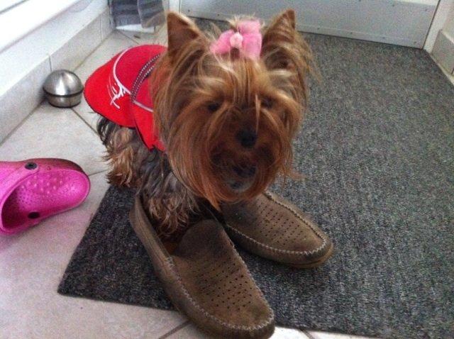 Yorkshire terrier Candy billede 2