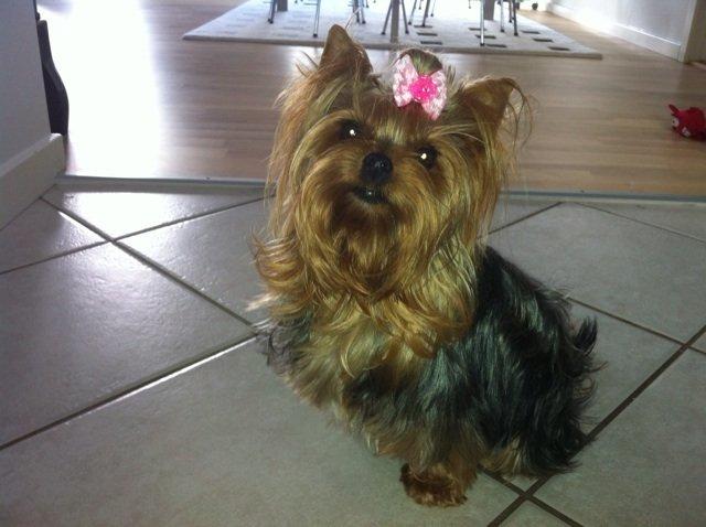 Yorkshire terrier Candy billede 3