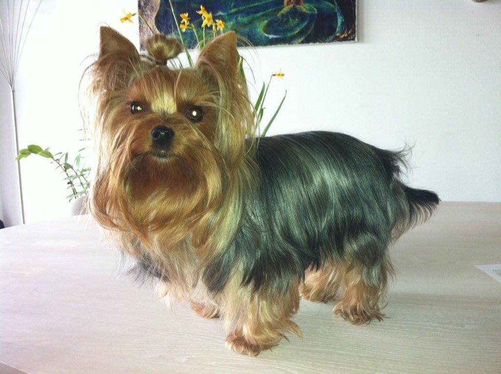 Yorkshire terrier Candy billede 9