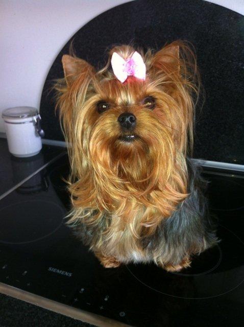 Yorkshire terrier Candy billede 11