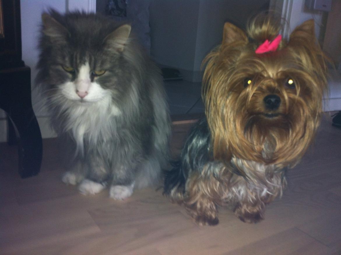 Yorkshire terrier Candy billede 13