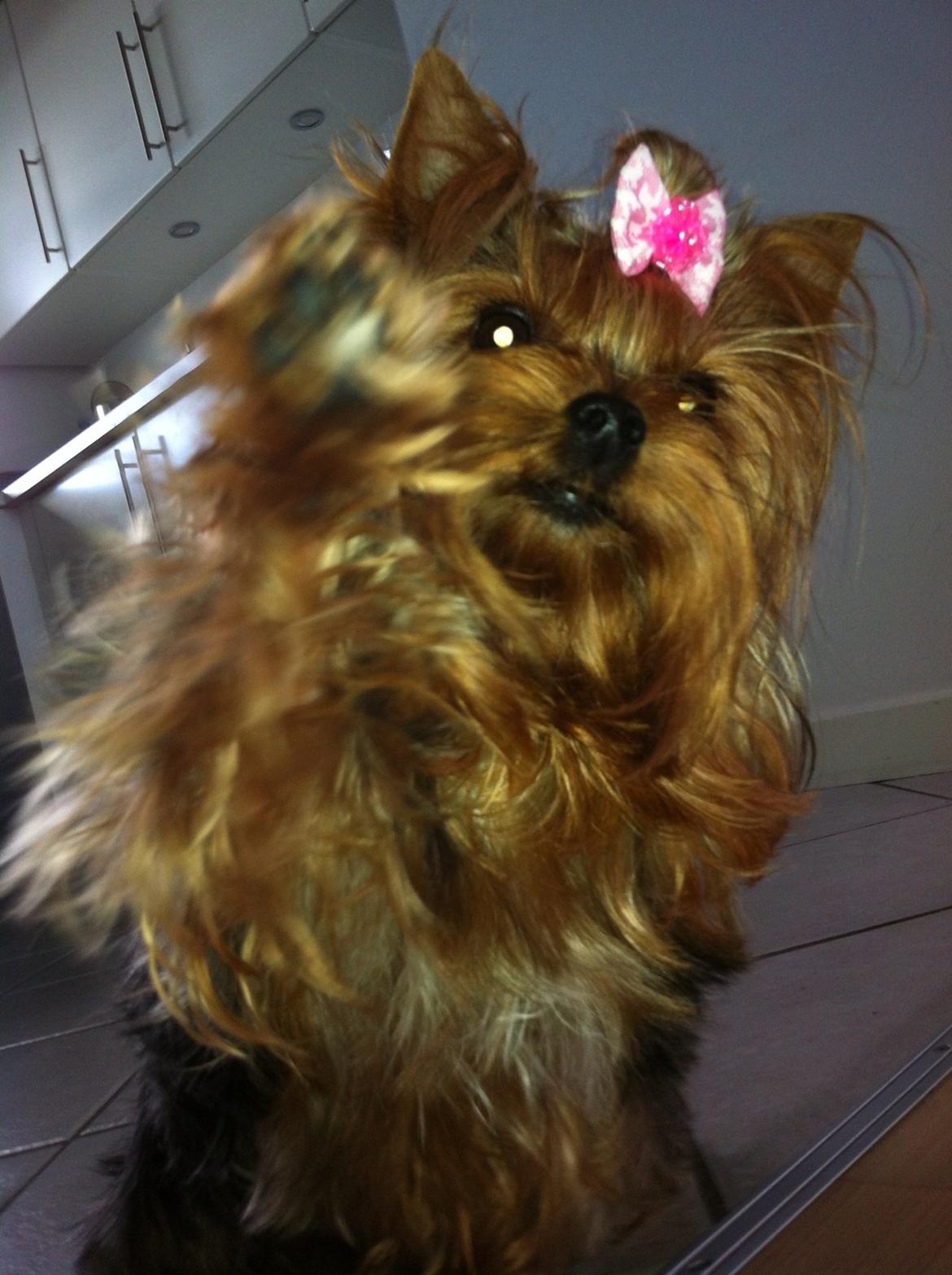 Yorkshire terrier Candy billede 14