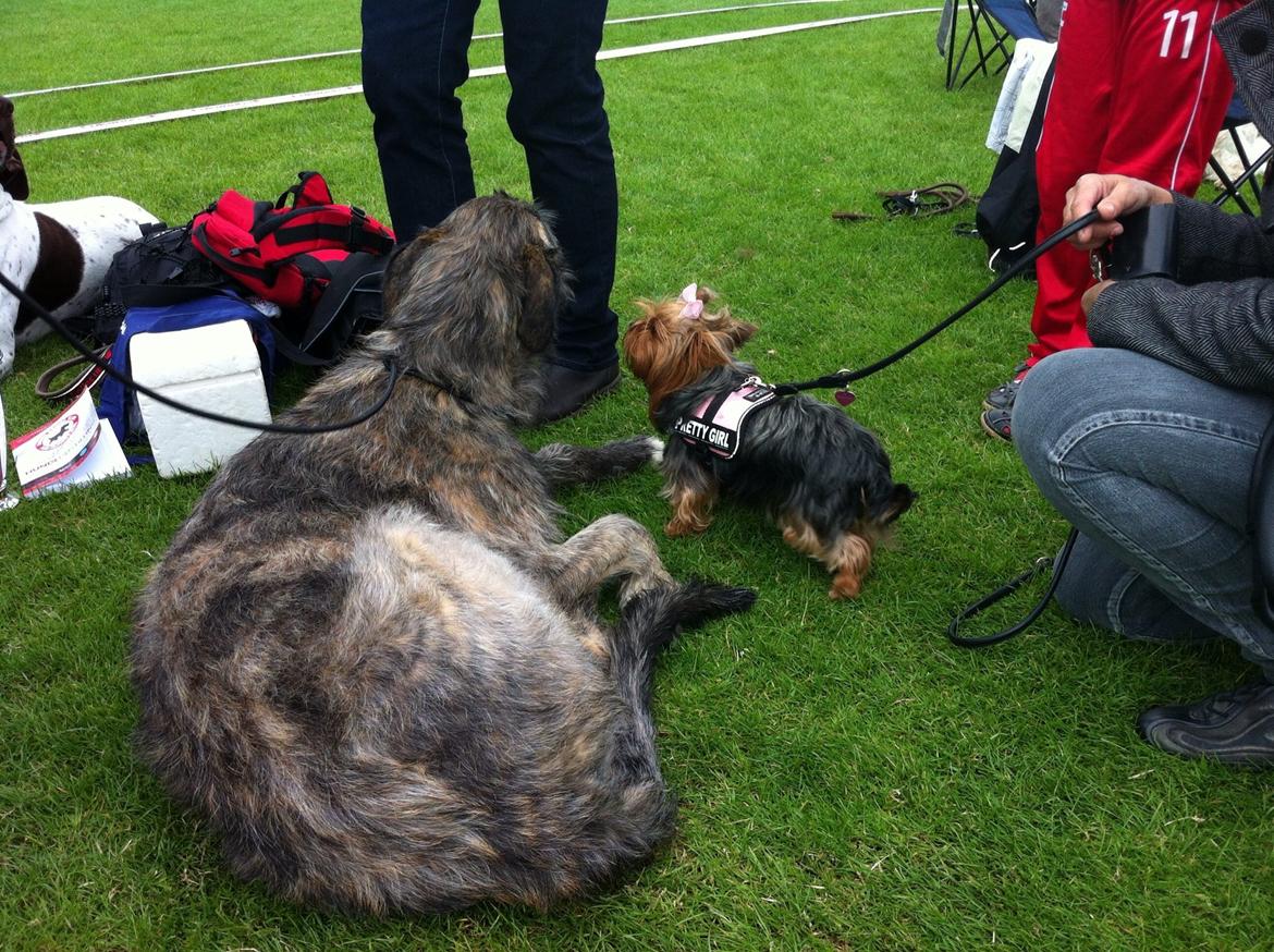 Yorkshire terrier Candy billede 15